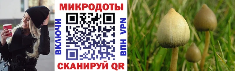 Псилоцибиновые грибы прущие грибы  купить закладку  Александров 